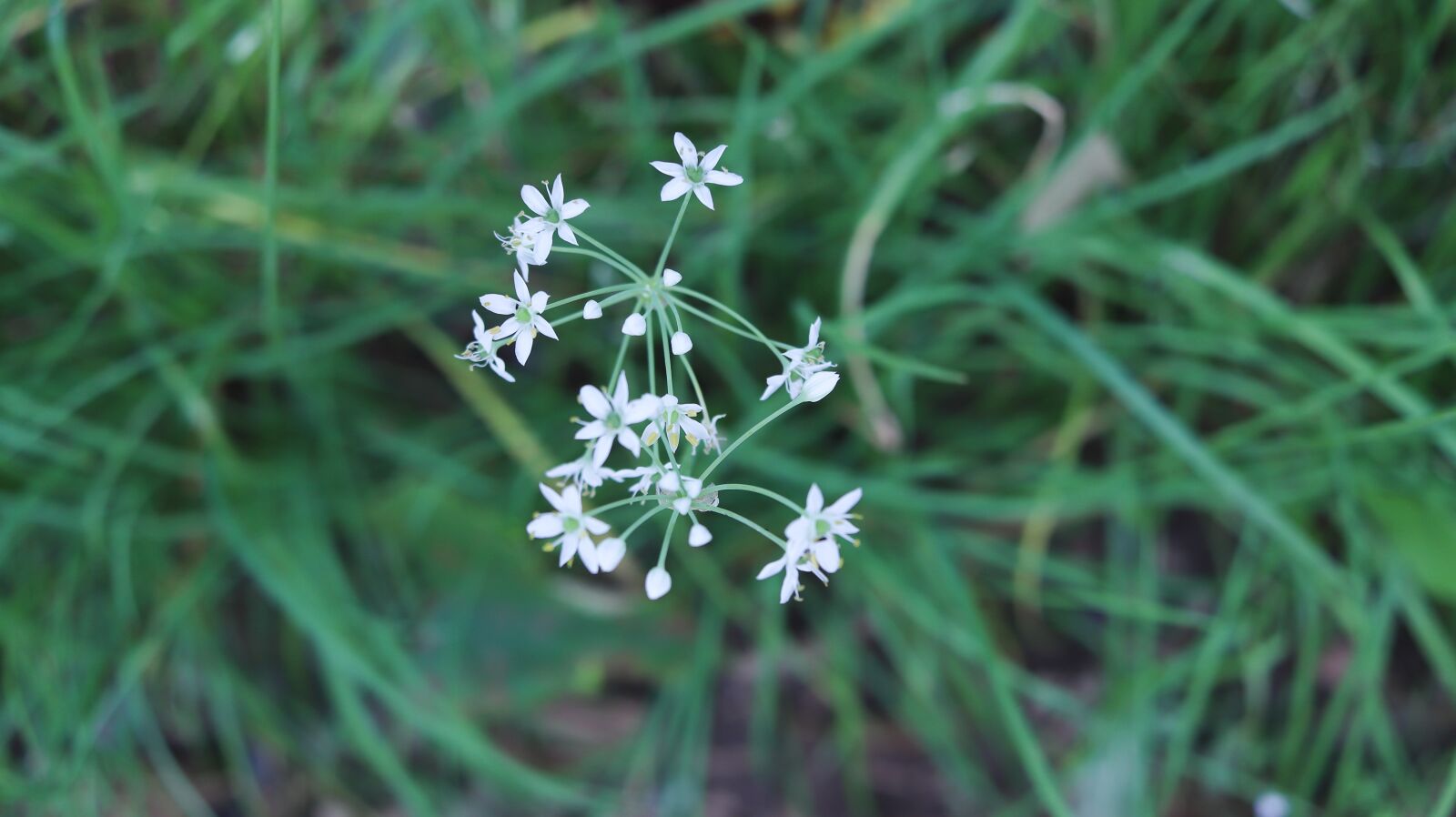 Canon EF-S 24mm F2.8 STM sample photo. Leek, wildflower, leek flower photography