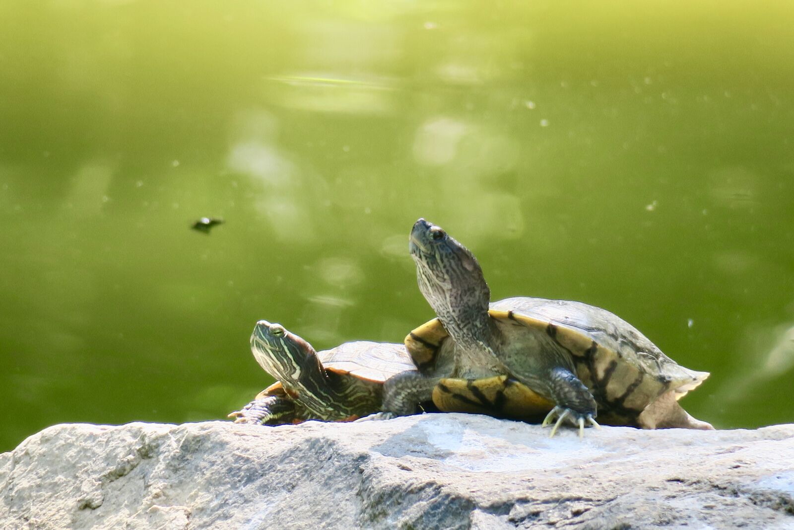 Canon PowerShot G3 X sample photo. Turtle, pet, slow photography