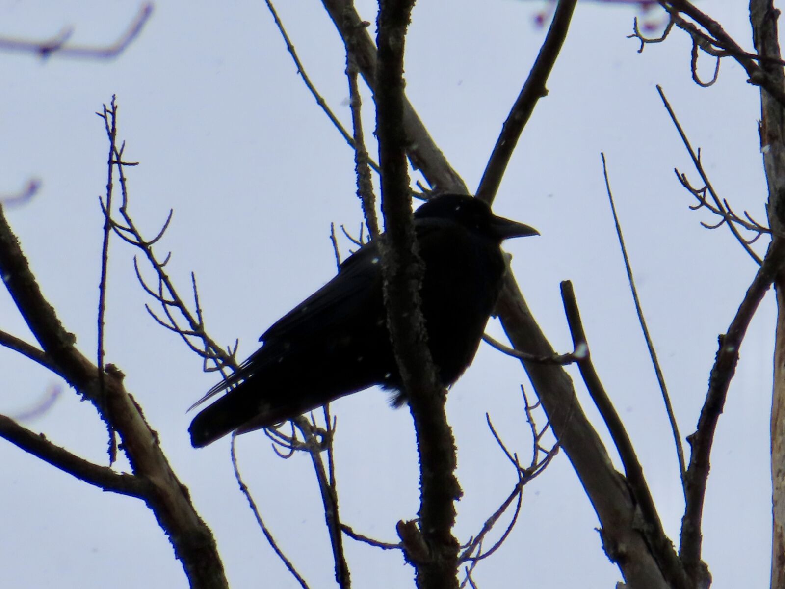 Canon PowerShot SX740 HS sample photo