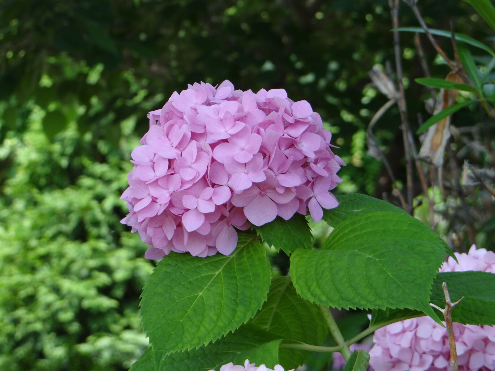Sony DSC-HX200V sample photo. Pink hydrangea, plants, flower photography