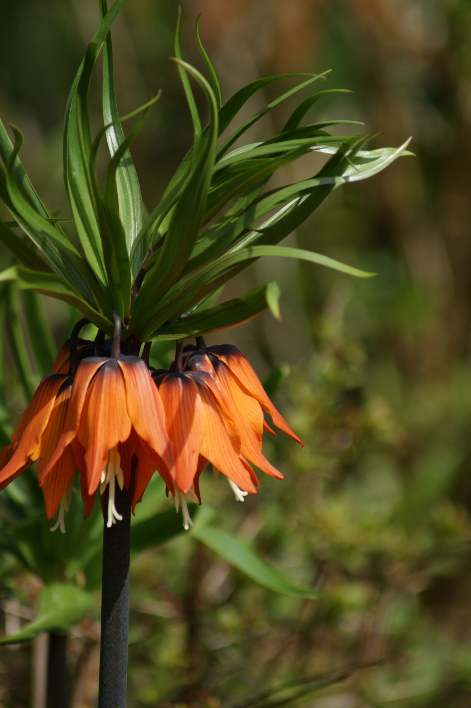 Sony Alpha DSLR-A350 sample photo. Flower, orange, blossom photography