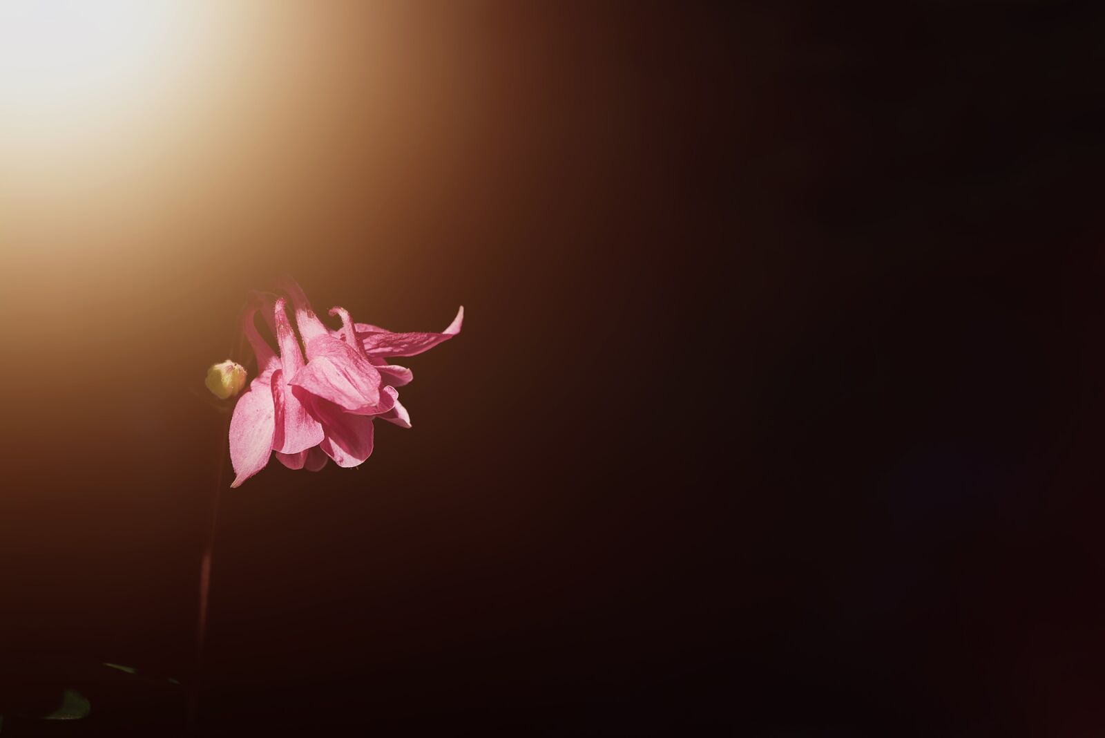 Nikon D750 sample photo. Columbine, pink, pink columbine photography