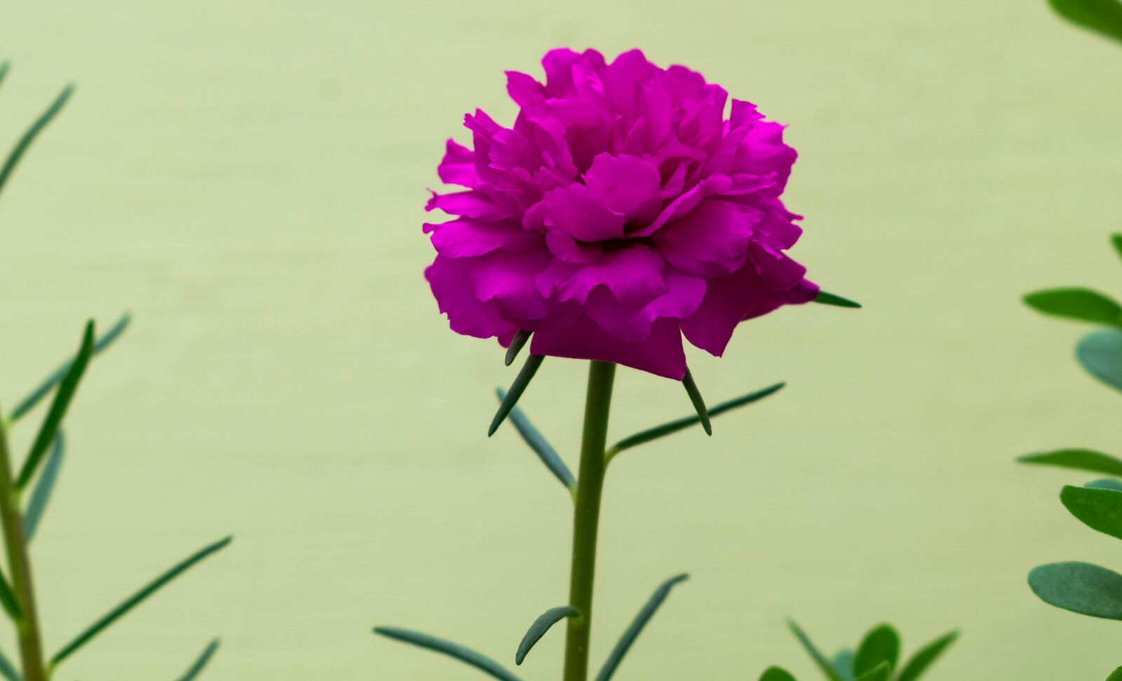 Nikon D3300 sample photo. Flower, beautiful, spring photography
