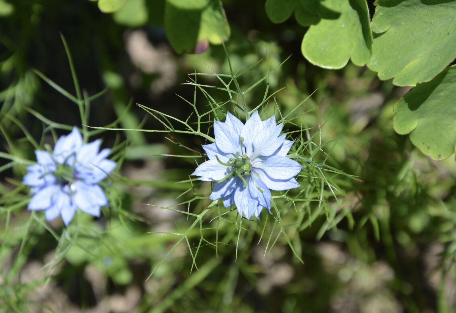 Nikon D5200 sample photo. Flower, blue, nature photography
