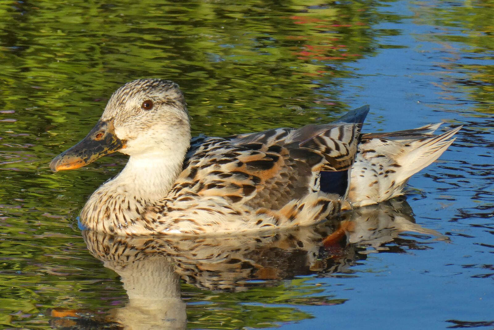 Panasonic Lumix DC-ZS70 (Lumix DC-TZ90) sample photo. Duck, feathers, ditch photography