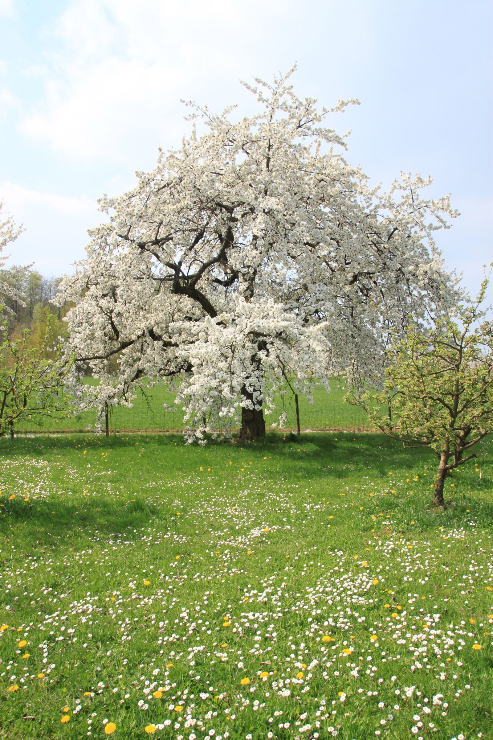Canon EOS 500D (EOS Rebel T1i / EOS Kiss X3) sample photo. Cherry blossom, franconian switzerland photography