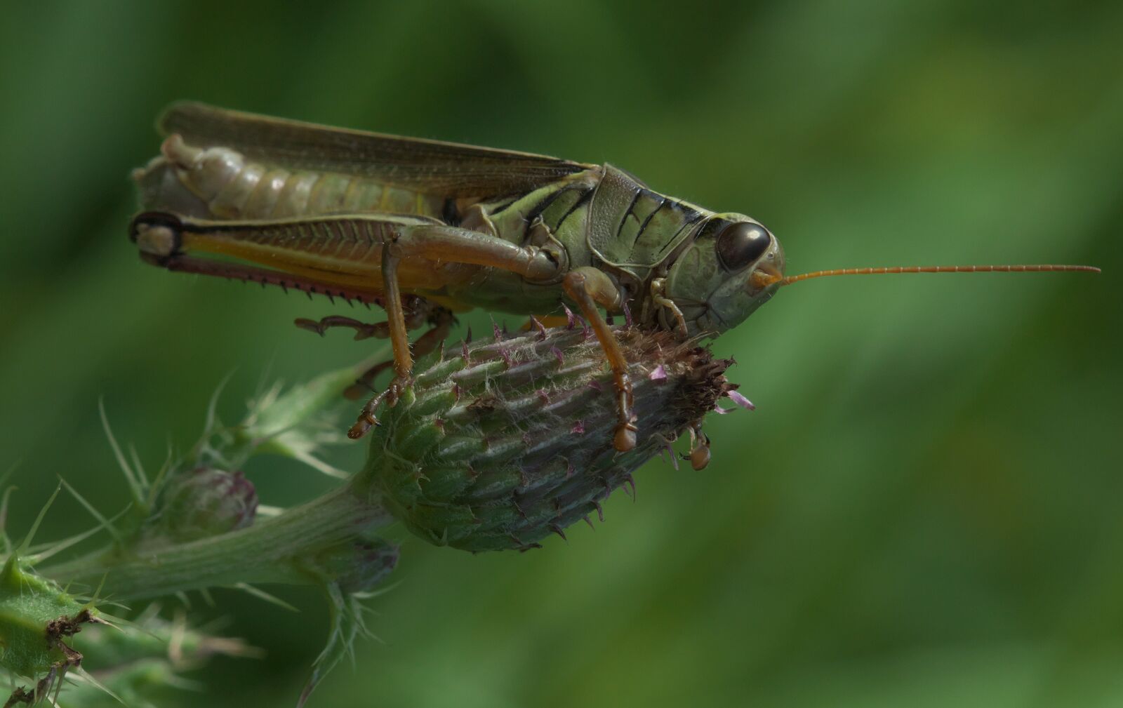 Canon EOS 1300D (EOS Rebel T6 / EOS Kiss X80) + Canon EF 100mm F2.8 Macro USM sample photo. Grasshopper, cricket, insect photography