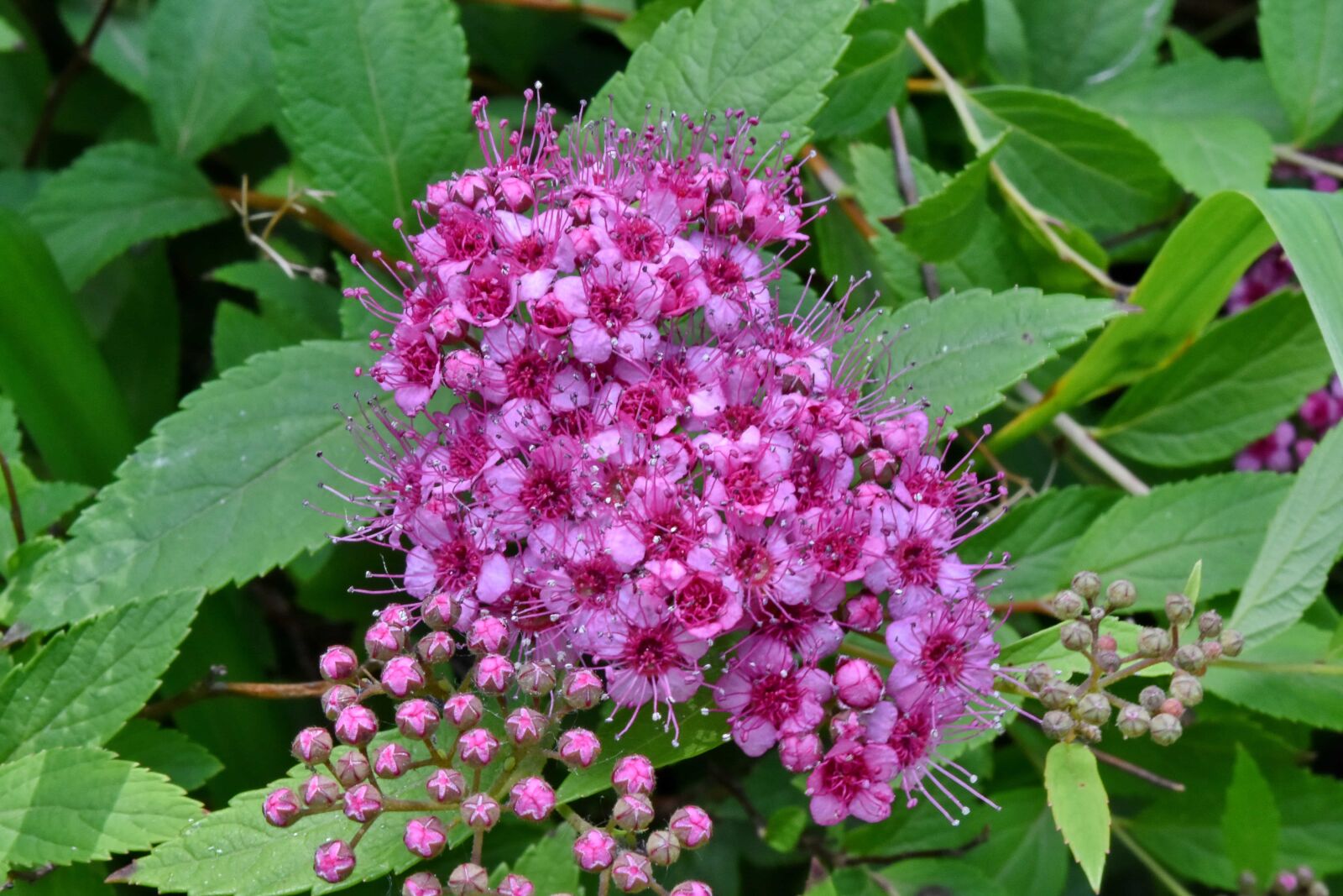 Nikon D5500 sample photo. Pistil, shrub, plant, summer photography