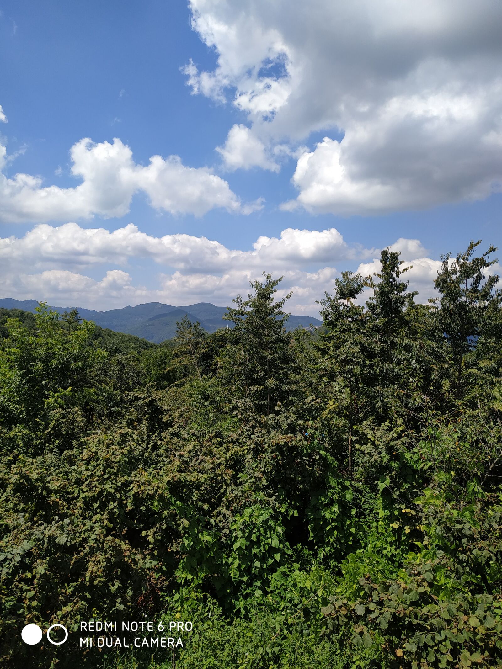 Xiaomi Redmi Note 6 Pro sample photo. Sky, forest, nature photography