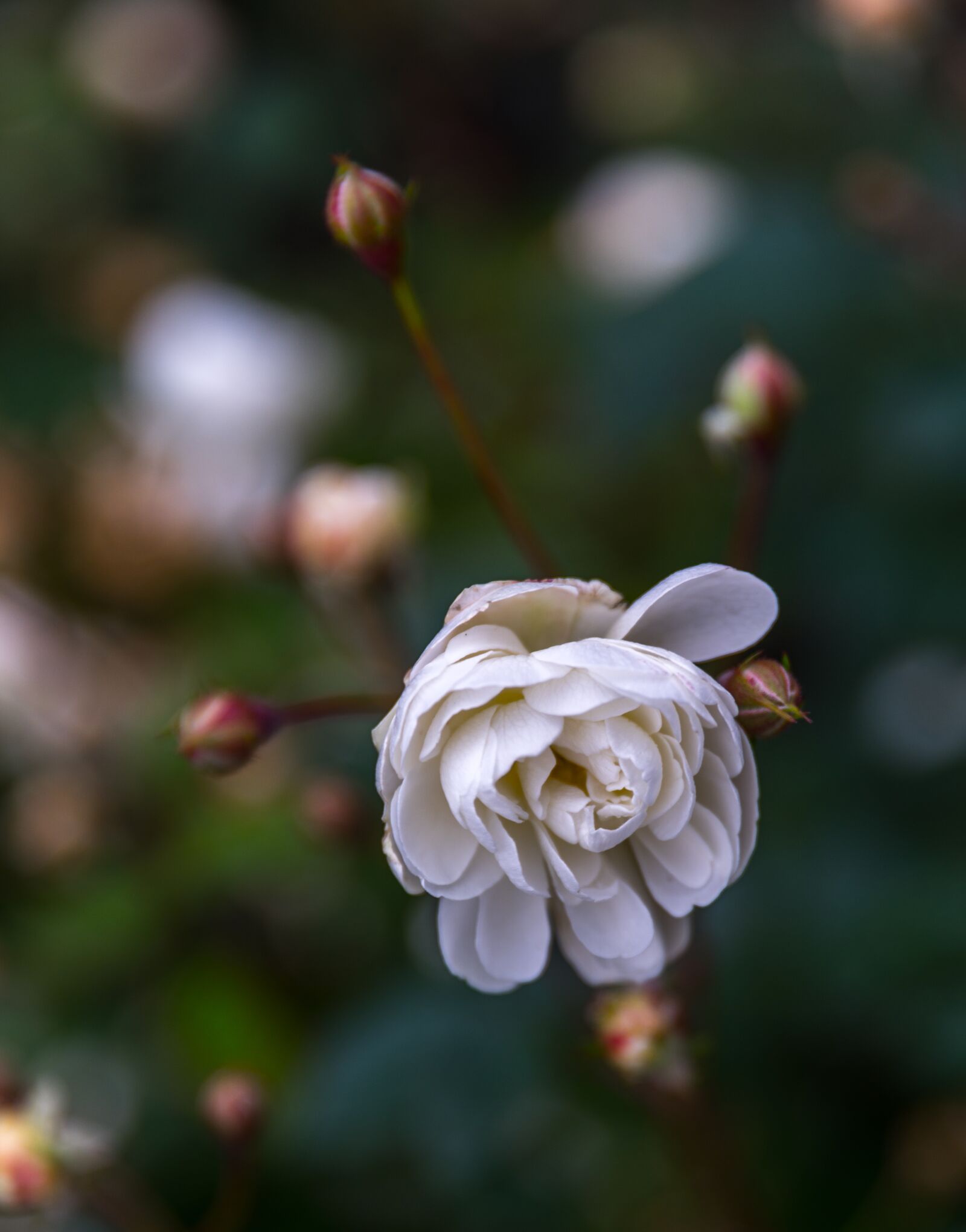 Sony a7R II + Canon EF 24-70mm F2.8L II USM sample photo. Flower, plant, nature photography