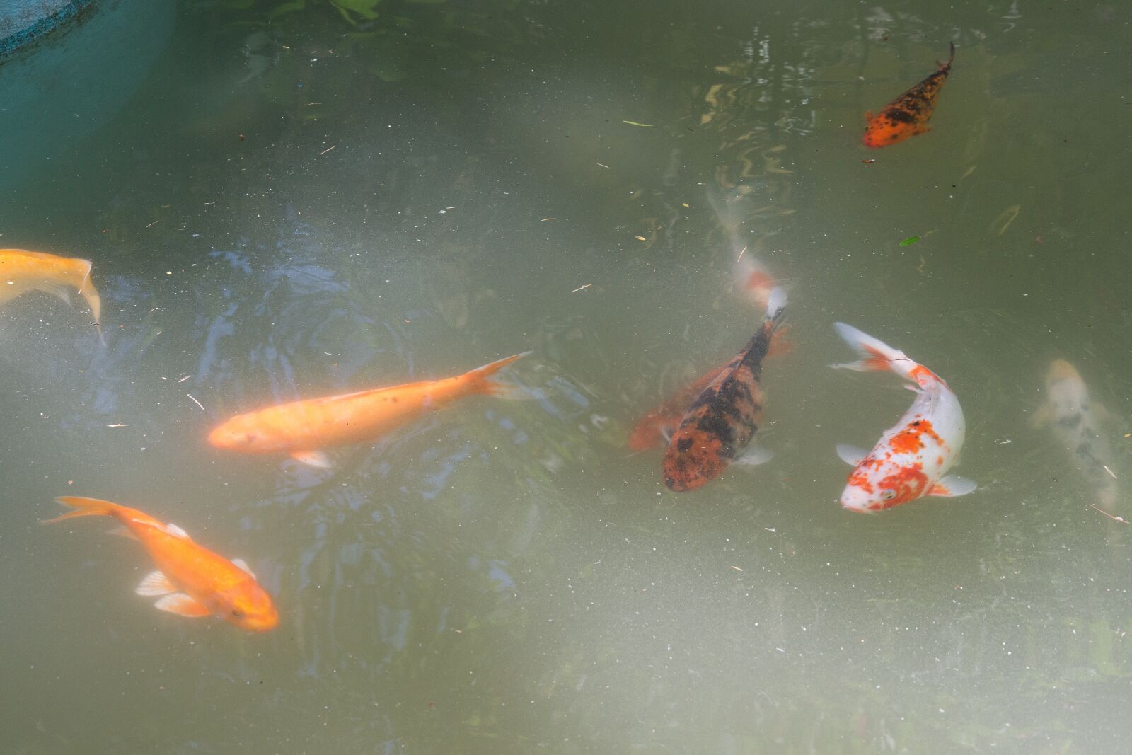Nikon D7200 sample photo. Fish, swim, water photography