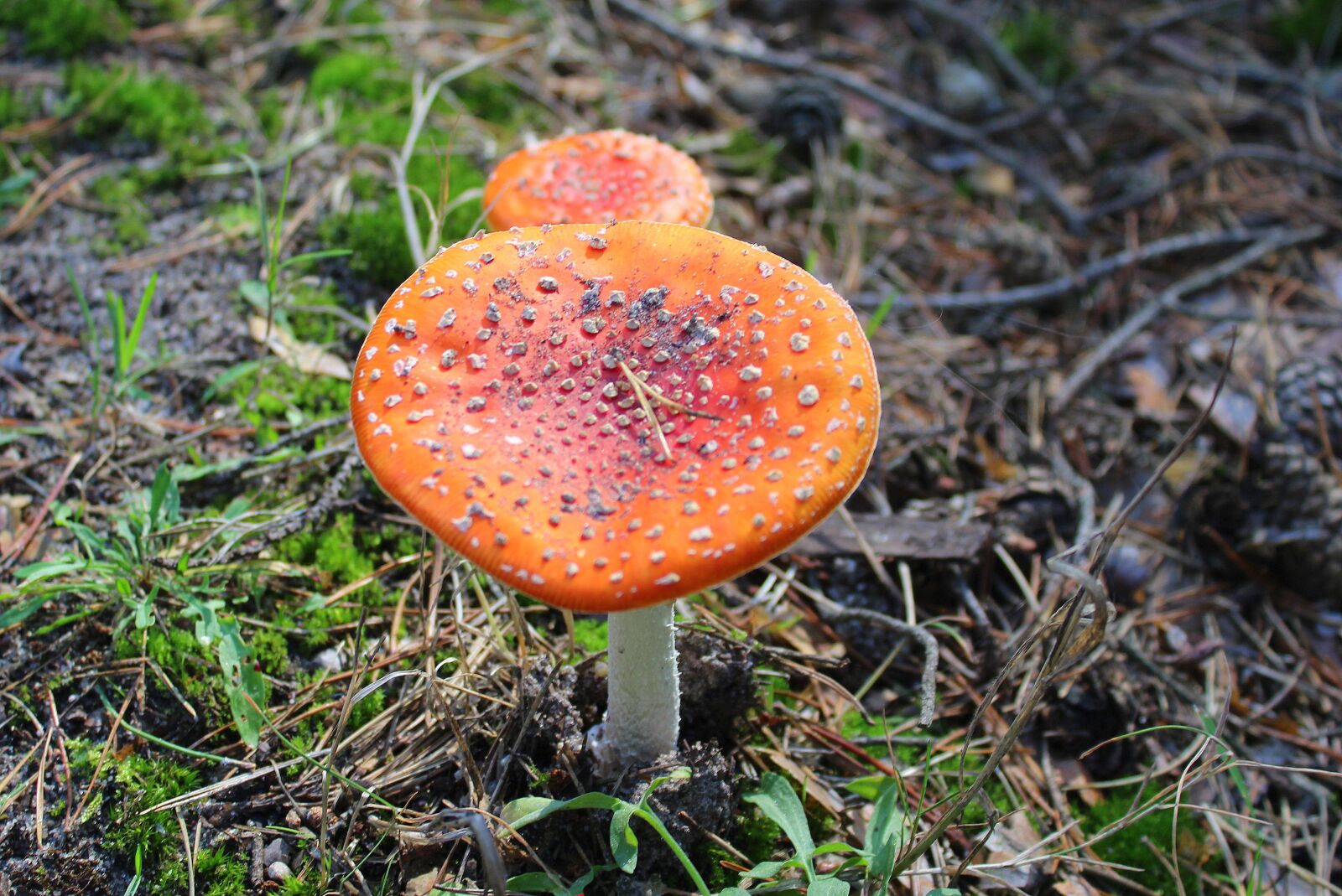 Canon EOS 1200D (EOS Rebel T5 / EOS Kiss X70 / EOS Hi) sample photo. Fly agaric red, poisonous photography