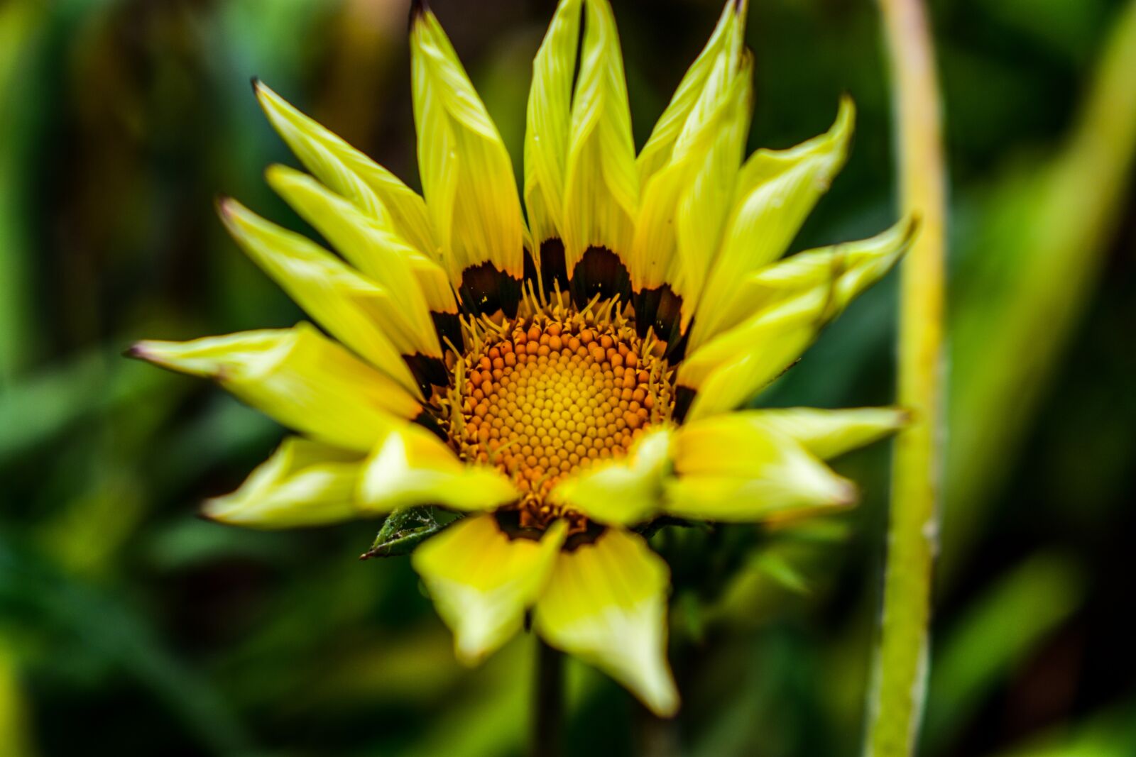 Nikon D3400 sample photo. Nature, plant, flower photography
