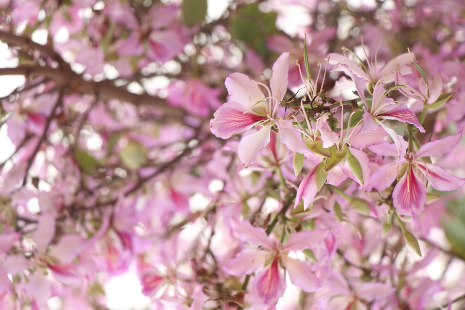 Canon EOS 700D (EOS Rebel T5i / EOS Kiss X7i) sample photo. Background, pink, flowers photography