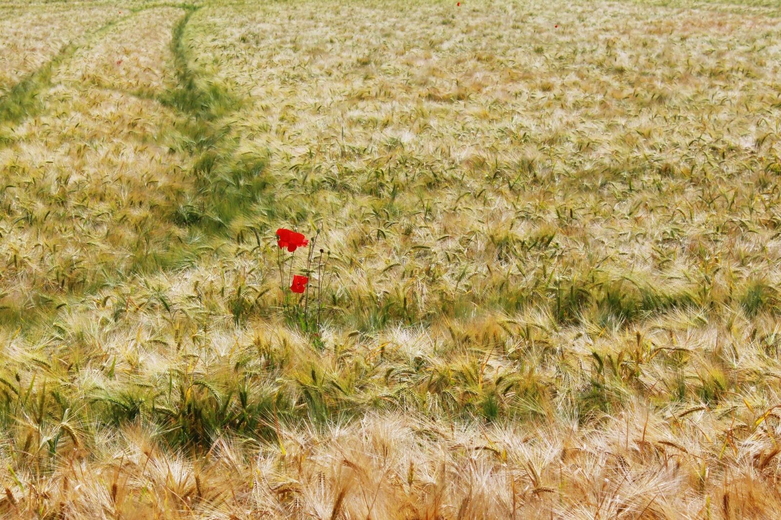 Canon EOS 1200D (EOS Rebel T5 / EOS Kiss X70 / EOS Hi) sample photo. Field, barley field, gersten photography