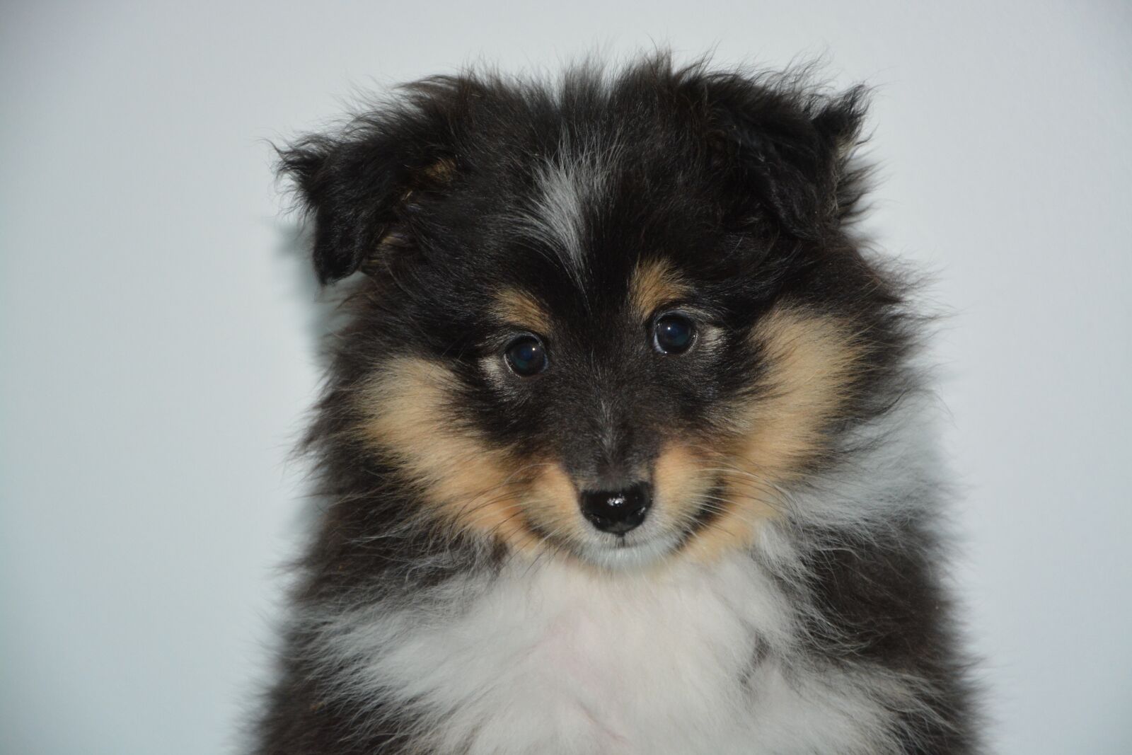 Nikon D5200 sample photo. Puppy, dog, bitch photography