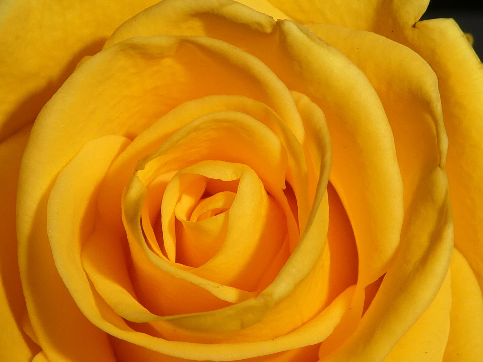 Panasonic DMC-TZ81 sample photo. Rose, blossom, bloom photography