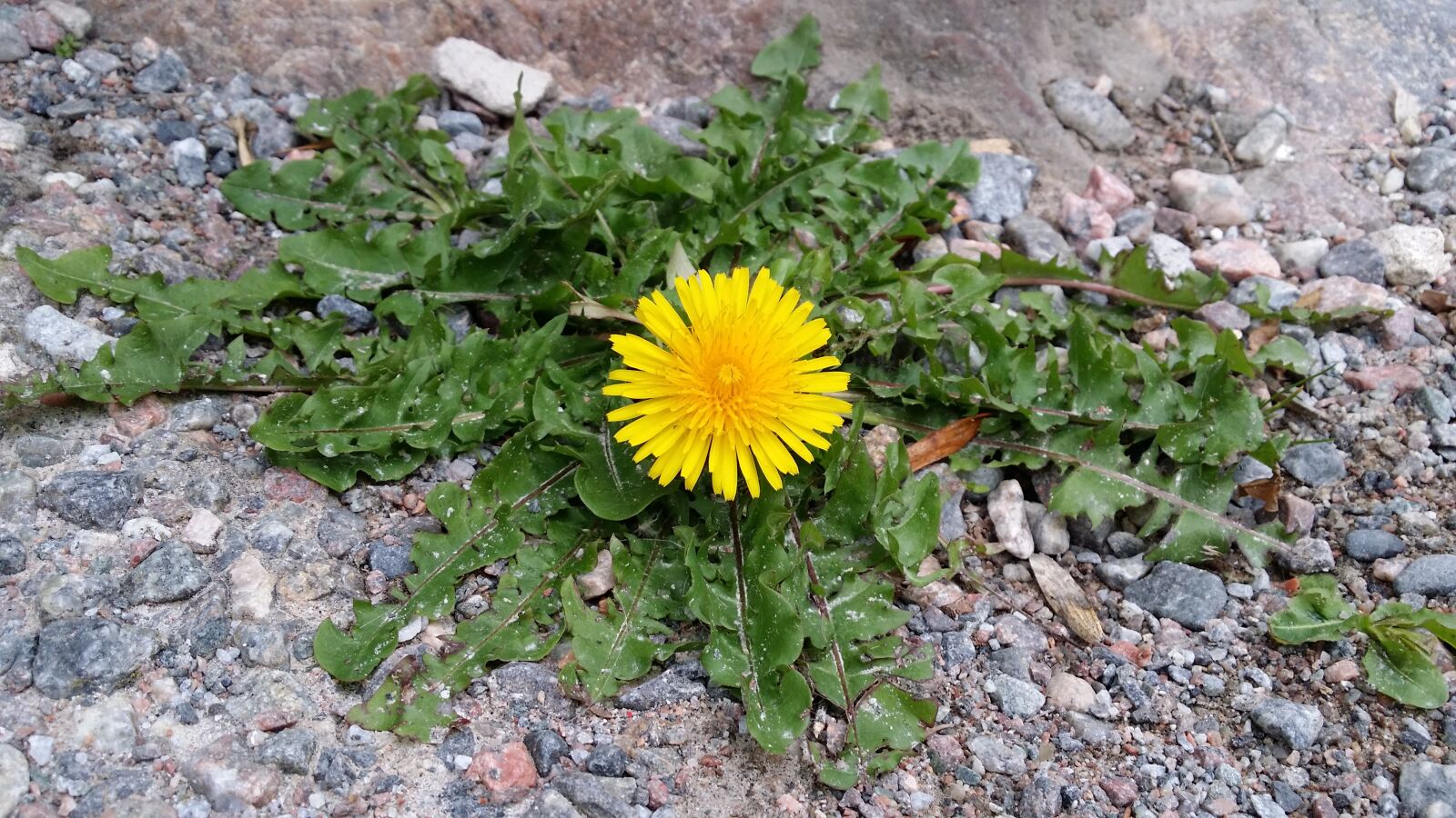 Samsung Galaxy S4 sample photo. Dandelion, asphalt, flower photography