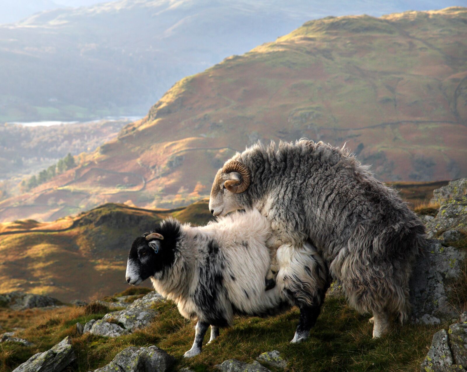 Canon EOS 400D (EOS Digital Rebel XTi / EOS Kiss Digital X) sample photo. Sheep, copulation, lake district photography