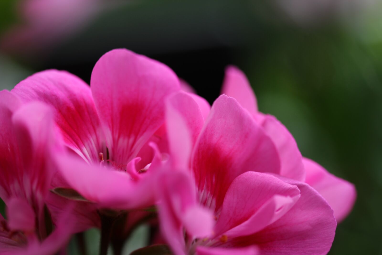 Canon EOS 1200D (EOS Rebel T5 / EOS Kiss X70 / EOS Hi) sample photo. Balcony, plant, flowers photography