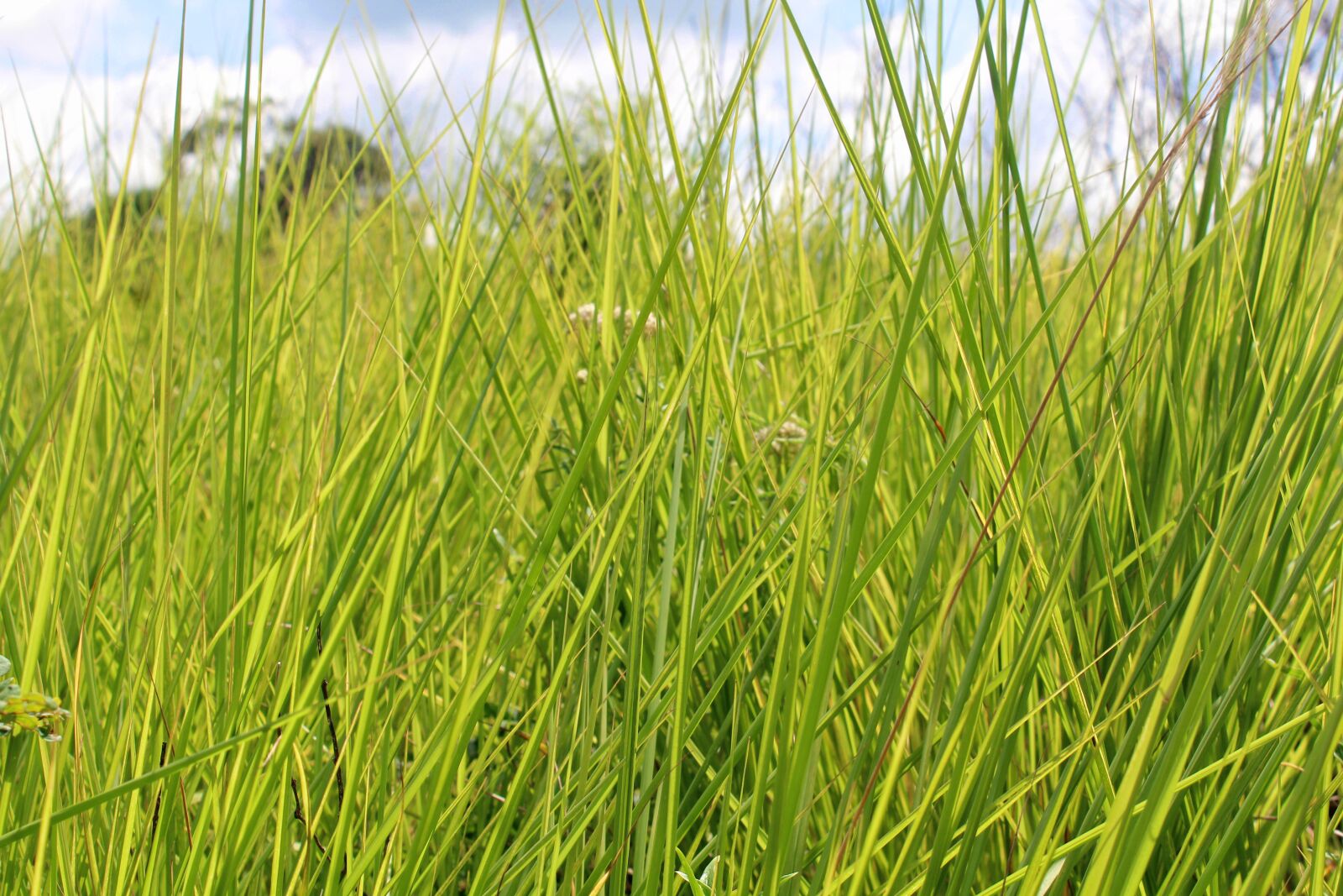 Canon EOS 1200D (EOS Rebel T5 / EOS Kiss X70 / EOS Hi) sample photo. Grass, green, nature photography