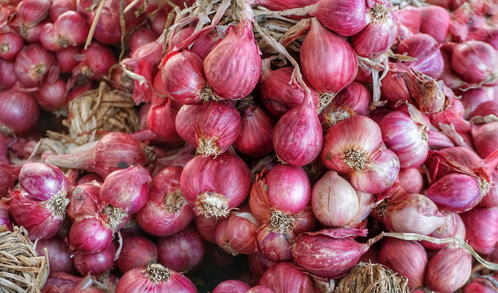 Sony a6300 sample photo. Shallot, small, red photography