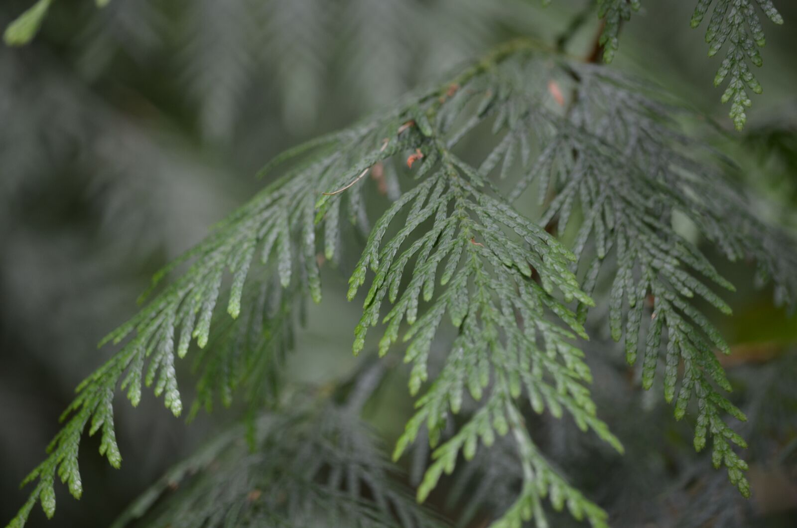 Nikon D5100 sample photo. Cedar, forest, nature photography