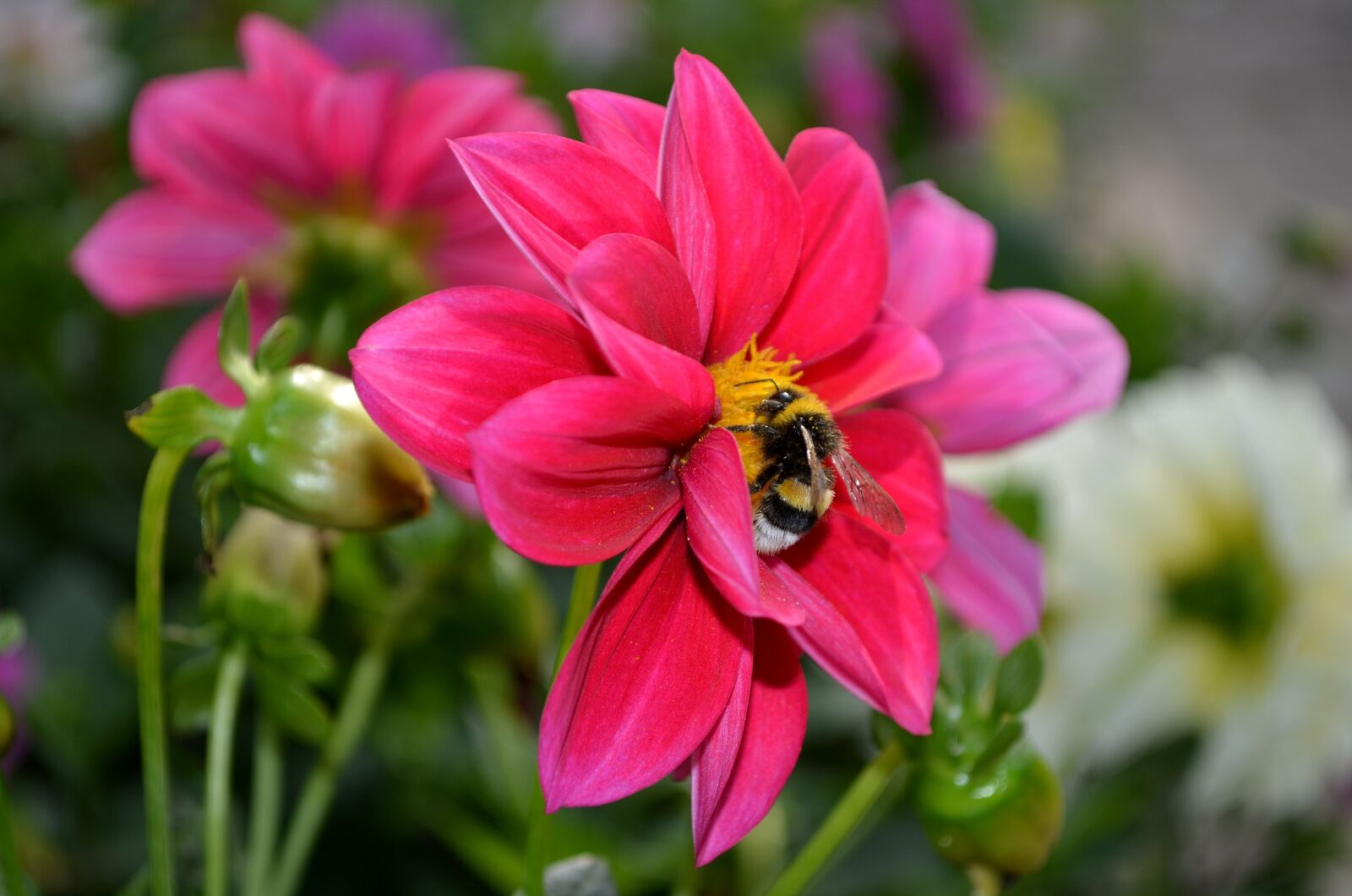 Nikon D5100 sample photo. Dahlia, flower, bumblebee photography