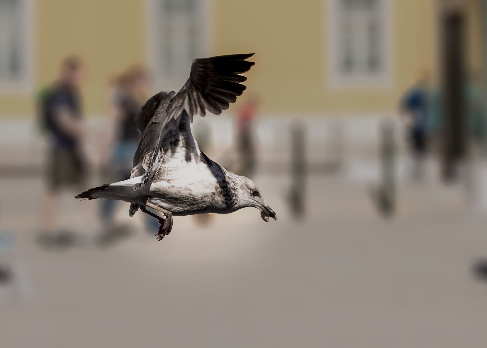 Nikon D610 sample photo. Gulls, feed, lisbon photography