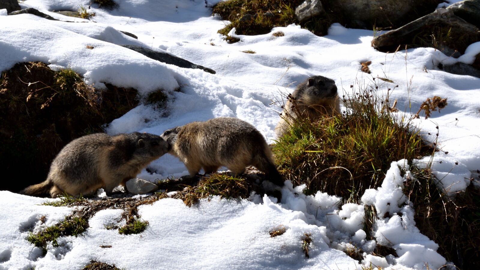 Nikon D5500 sample photo. Marmots, snow, nature photography