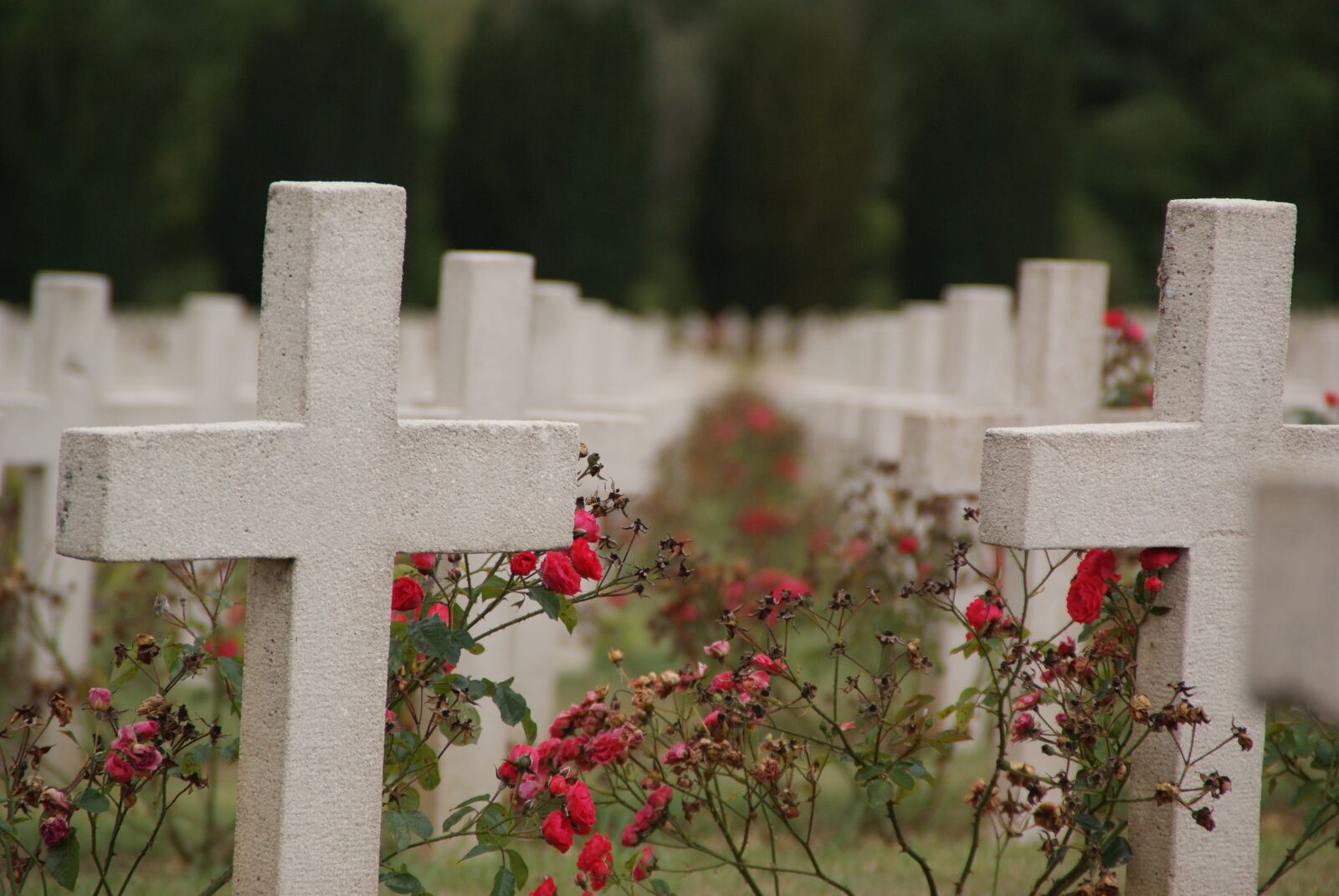 Sony Alpha DSLR-A200 sample photo. Verdun, war graves, war photography