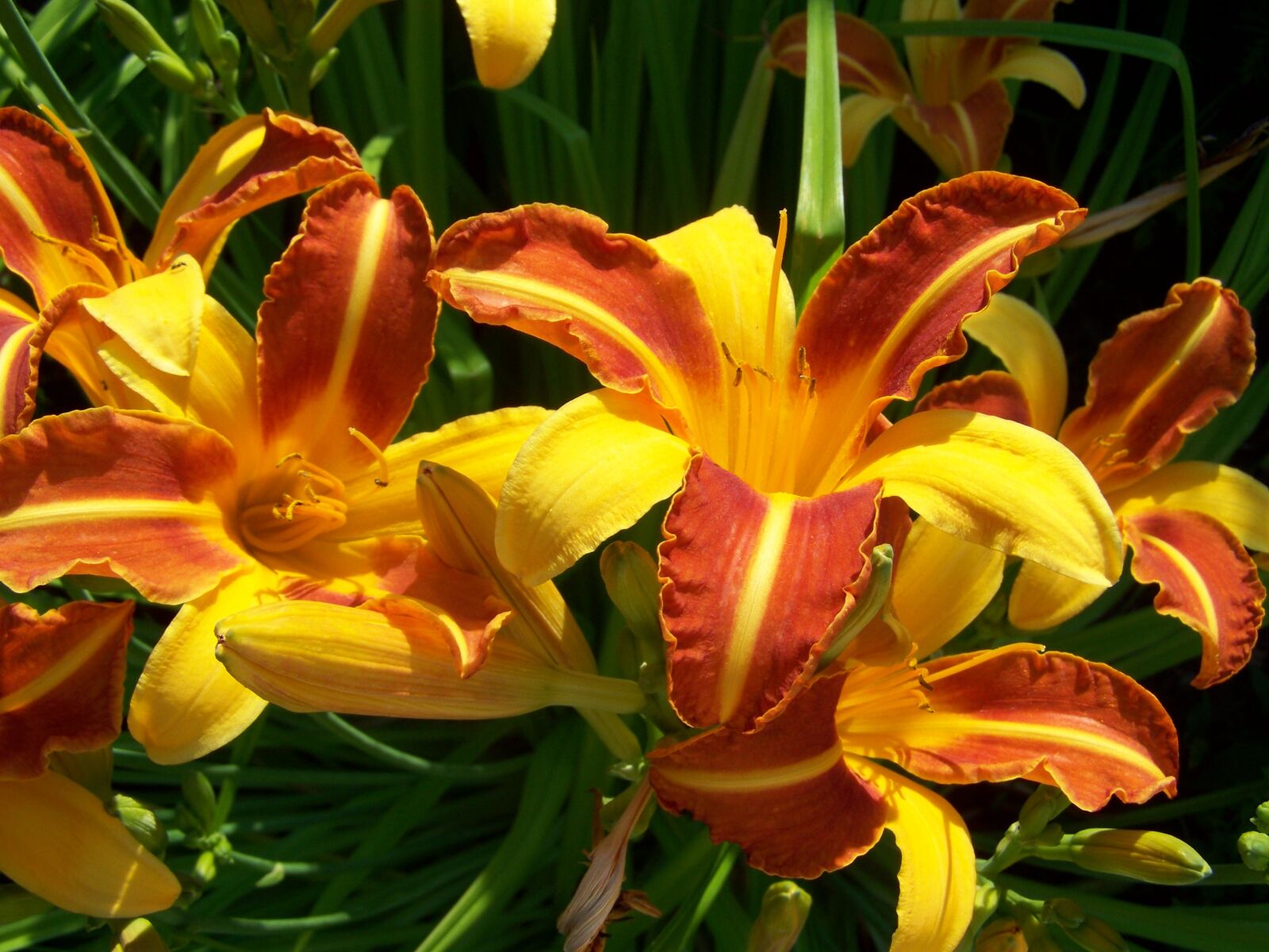 Kodak EASYSHARE ZD710 ZOOM DIGITAL CAMERA sample photo. Daylily, flower garden, summer photography
