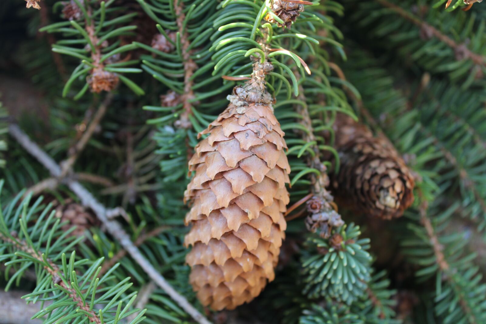 Canon EOS 2000D (EOS Rebel T7 / EOS Kiss X90 / EOS 1500D) sample photo. Pine cones, forest, green photography