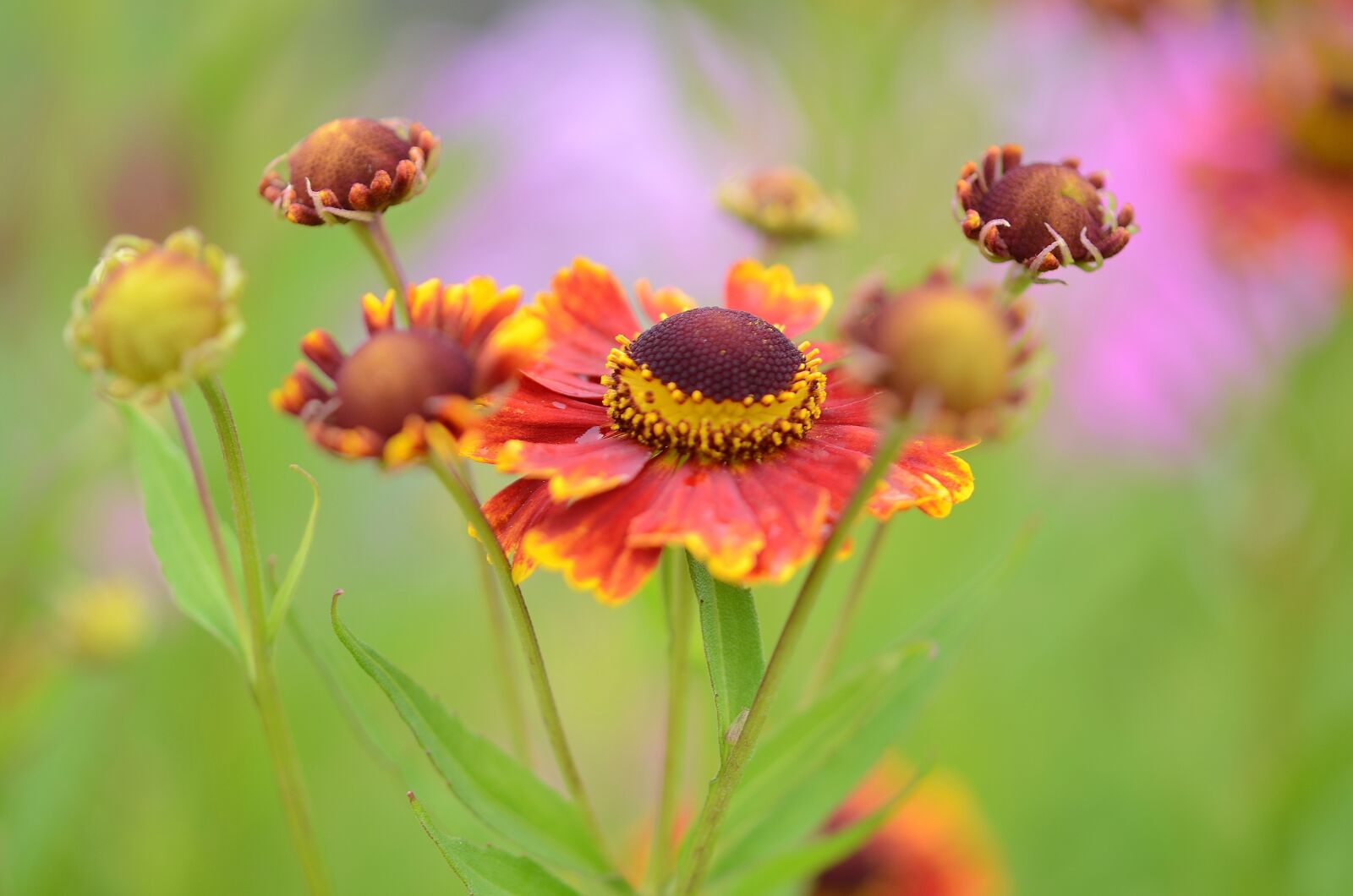 Nikon D7000 sample photo. Flower, natur, spring photography