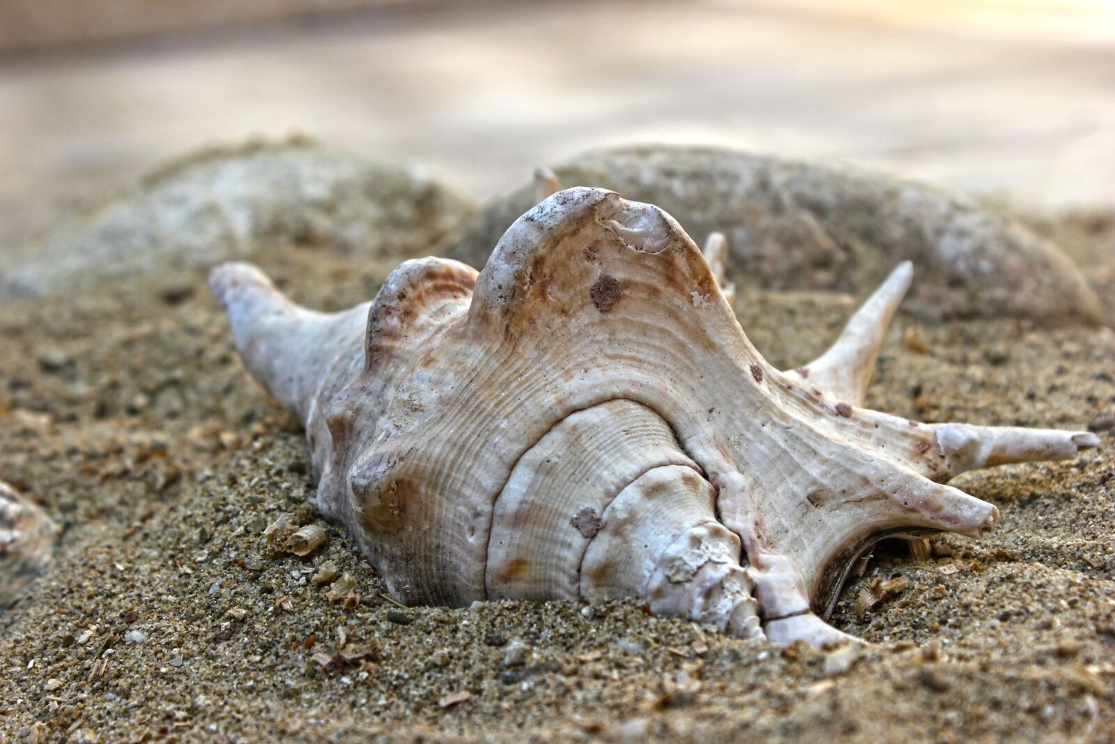 Canon EOS 550D (EOS Rebel T2i / EOS Kiss X4) sample photo. Shell, sand, beach photography
