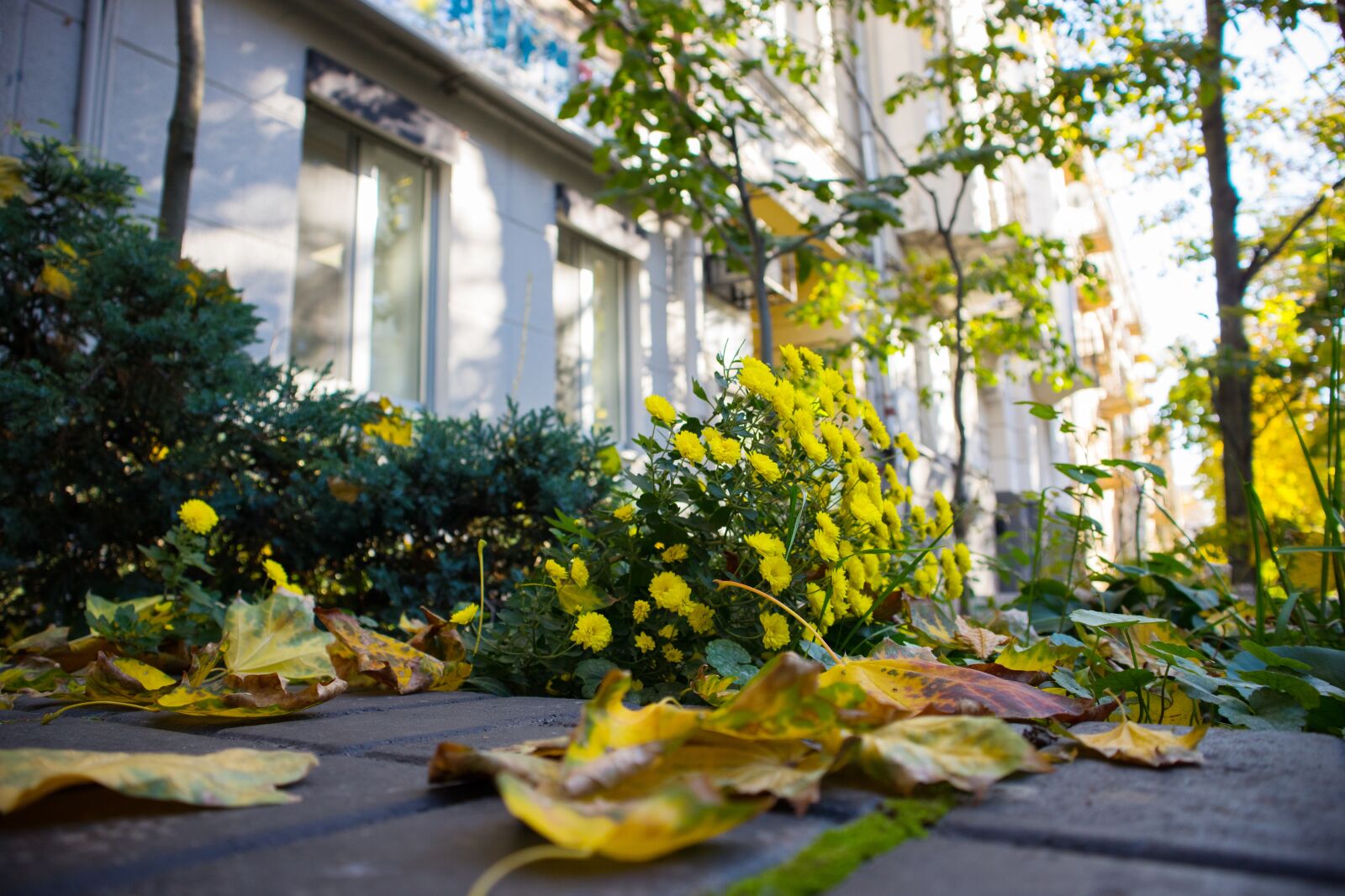 Canon EOS M10 sample photo. Autumn, flower, yellow photography