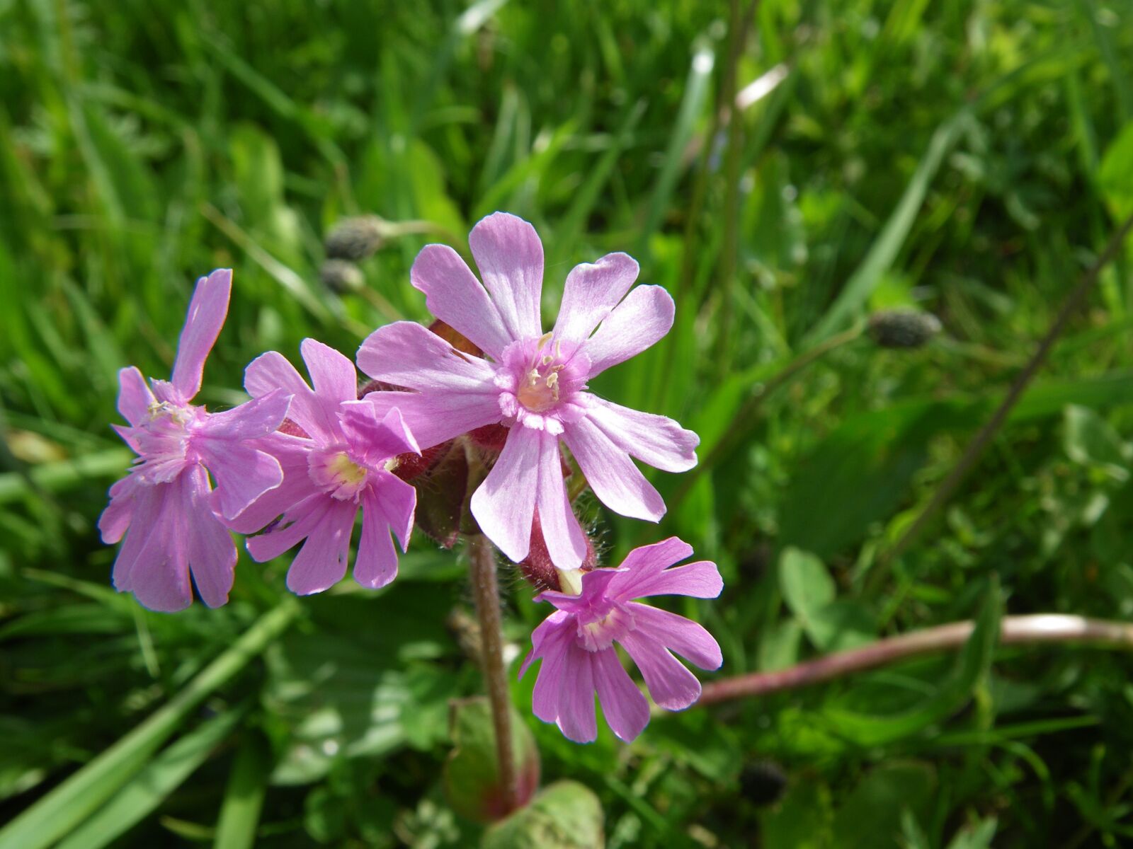 Pentax Optio W60 sample photo. Spring, flowers, spring awakening photography