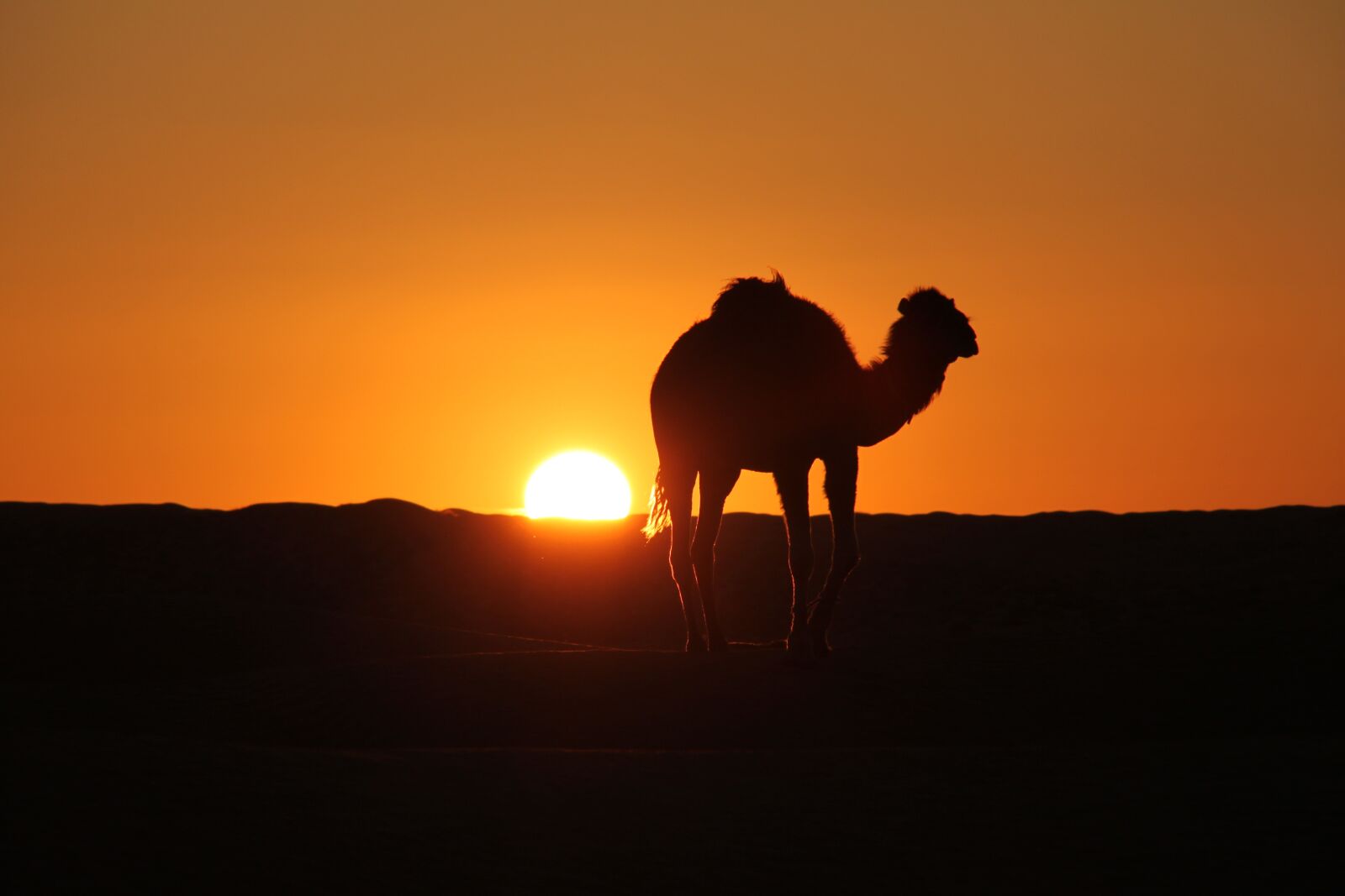 Canon EOS 500D (EOS Rebel T1i / EOS Kiss X3) sample photo. Tunisia, desert, camel photography