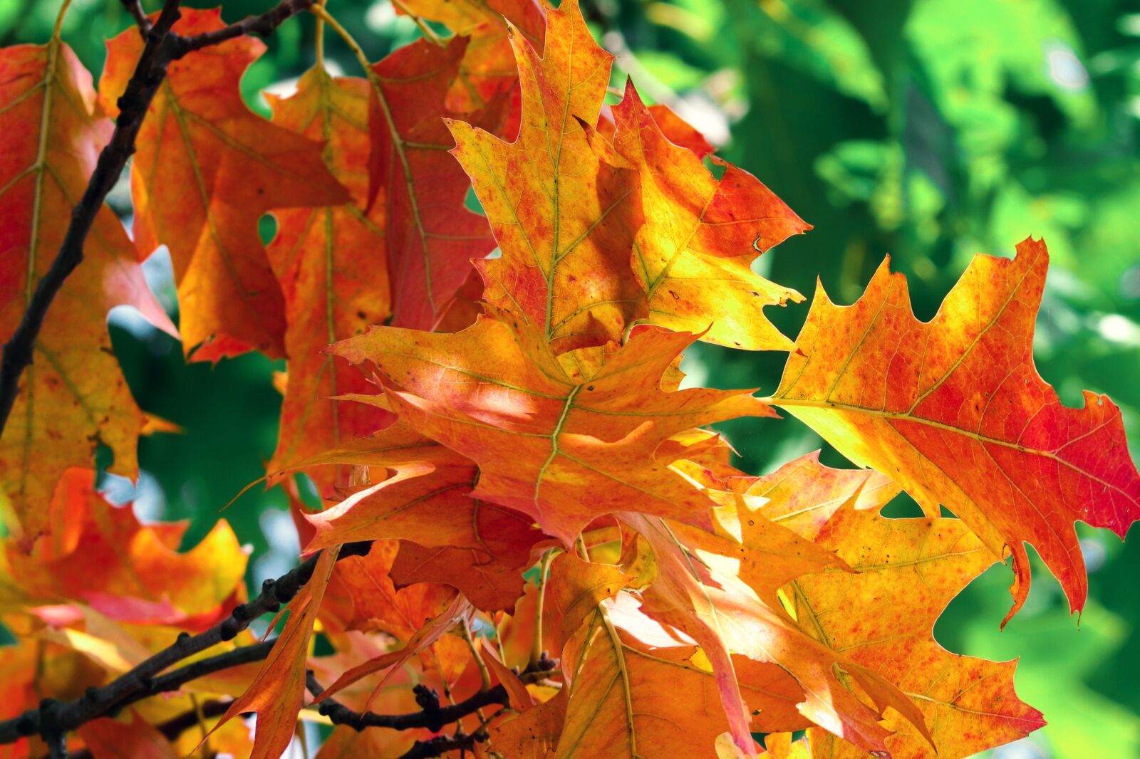 Canon EOS 200D (EOS Rebel SL2 / EOS Kiss X9) sample photo. Fall foliage, leaves, colorful photography