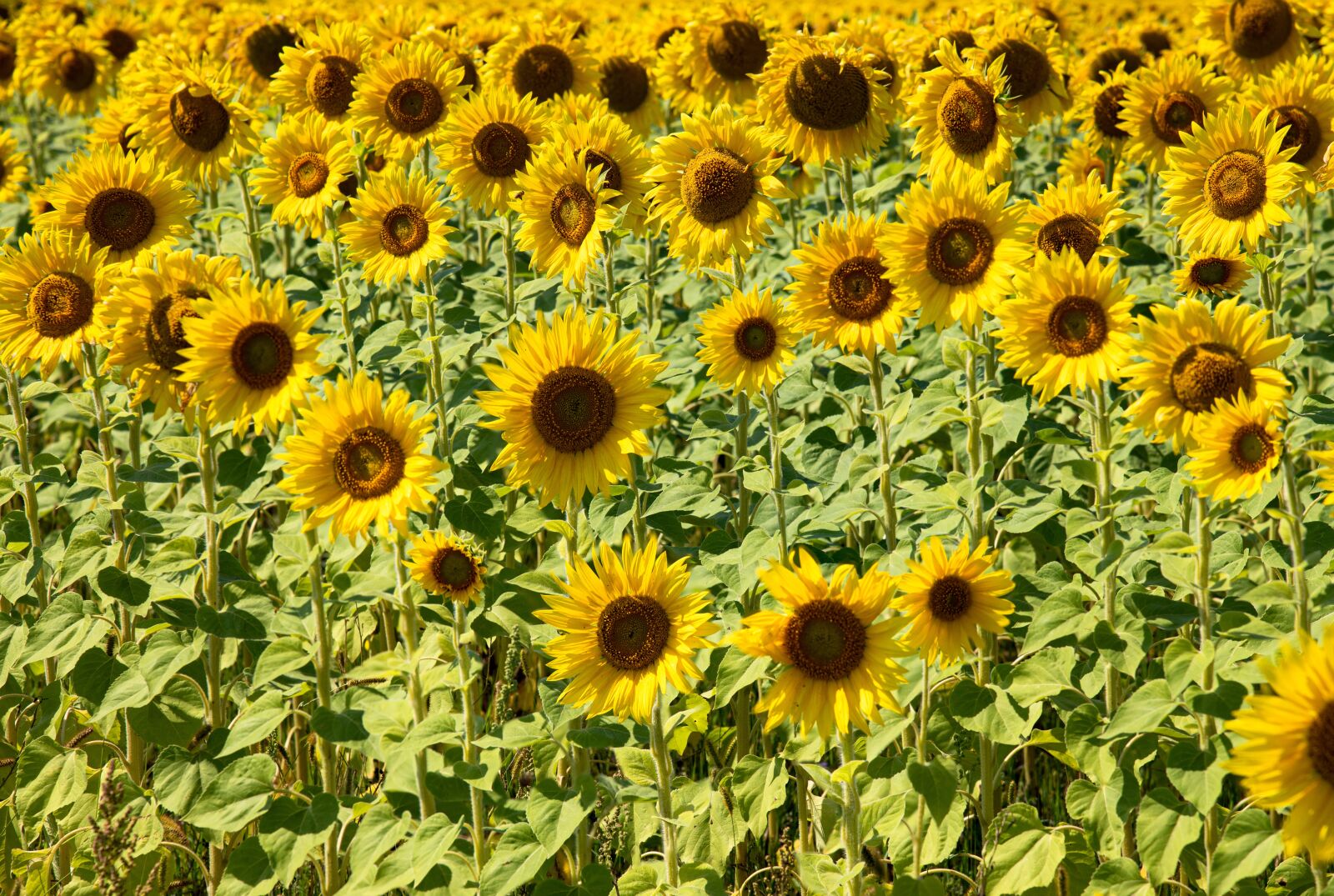 Nikon D750 sample photo. Sunflowers, sunflower field, sunflower photography