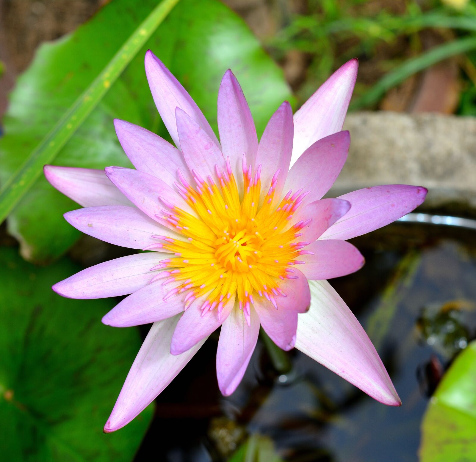 Nikon D5200 sample photo. Lotus, flowers, plant photography