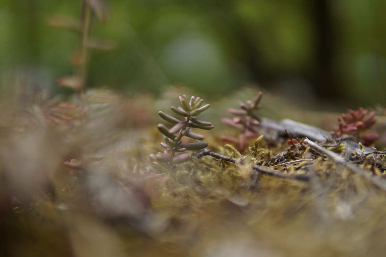 30mm F1.4 DC DN | Contemporary 016 sample photo. Plant, stone crop, green photography