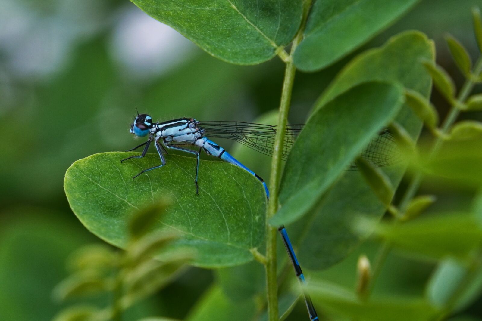 Sony a6400 sample photo. Dragonfly, insect, rainy day photography