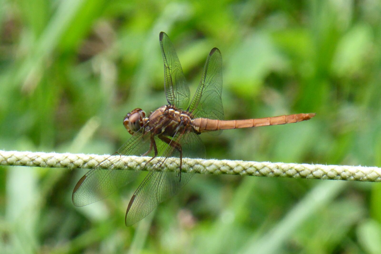 Panasonic DMC-TZ41 sample photo. Dragonfly, insect, nature photography