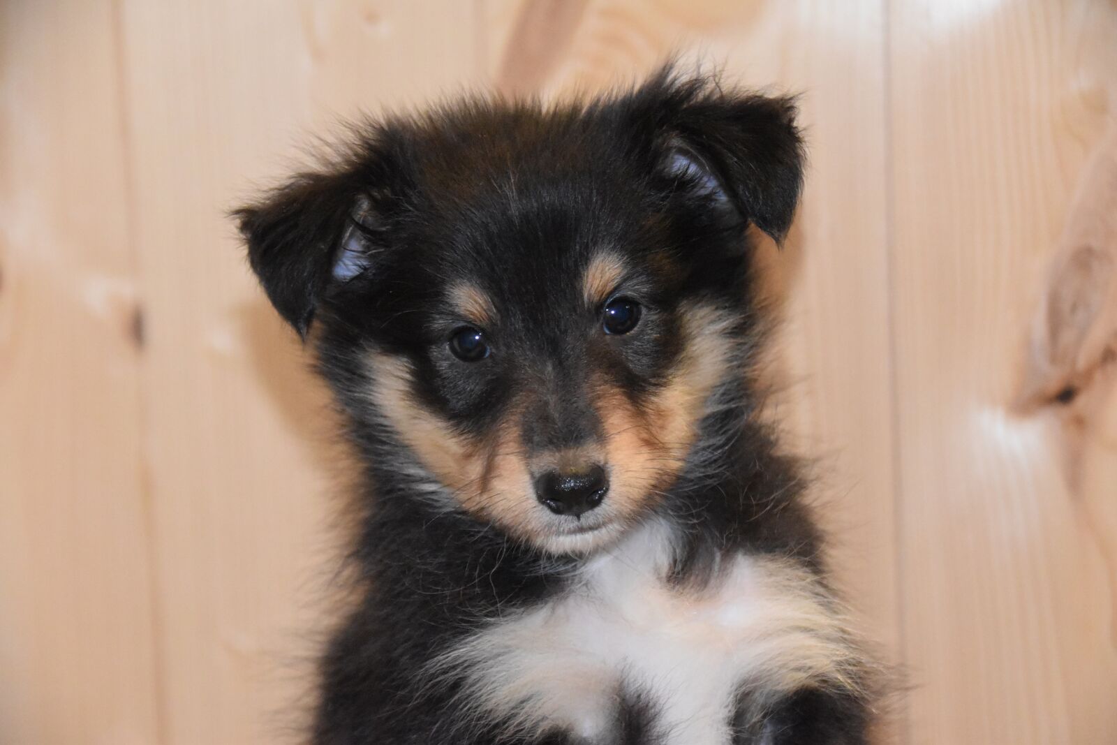 Nikon D5600 sample photo. Puppy, pup, shetland sheepdog photography