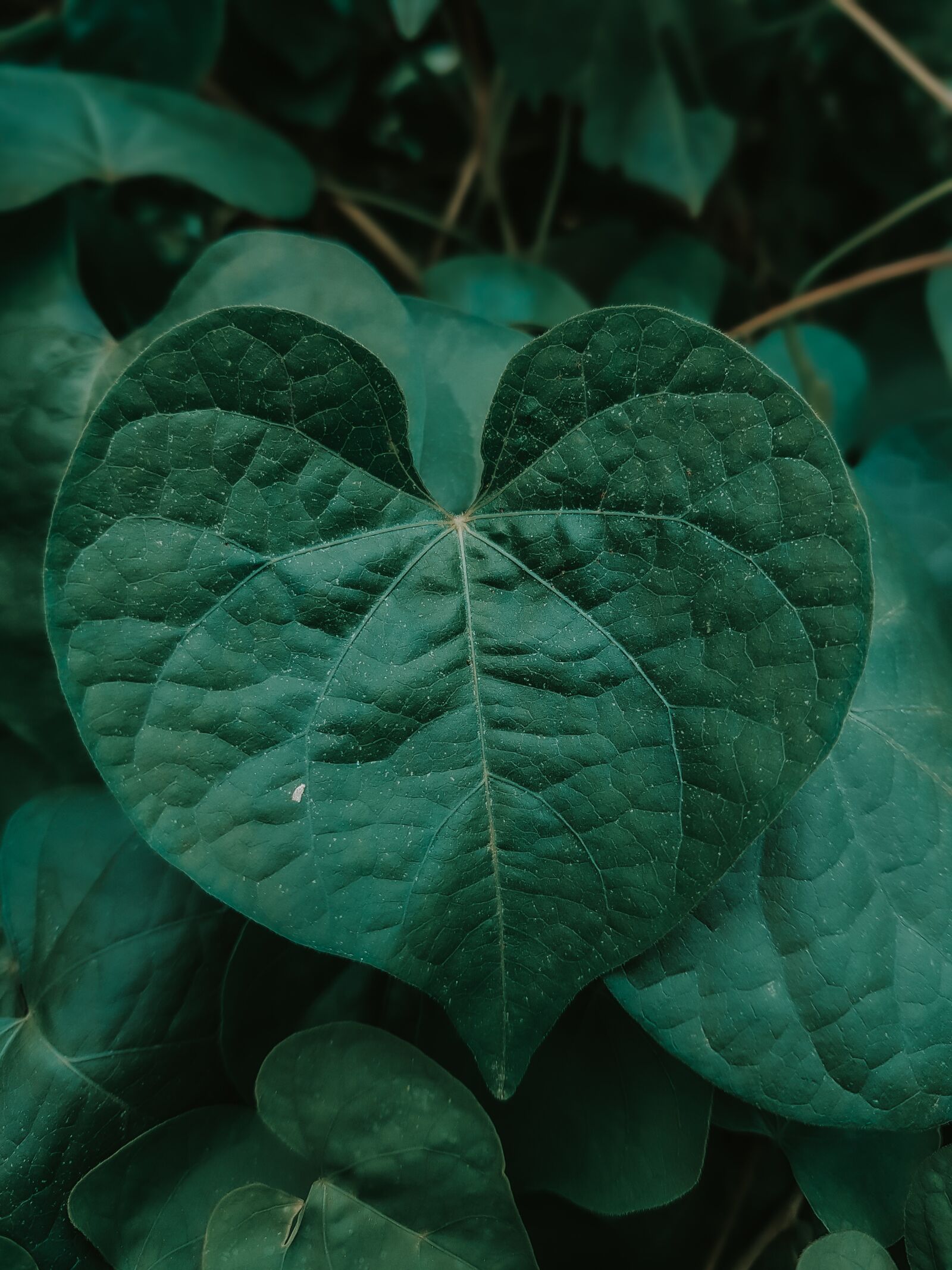 Samsung Galaxy S8+ Rear Camera sample photo. Heart, leaf, nature photography