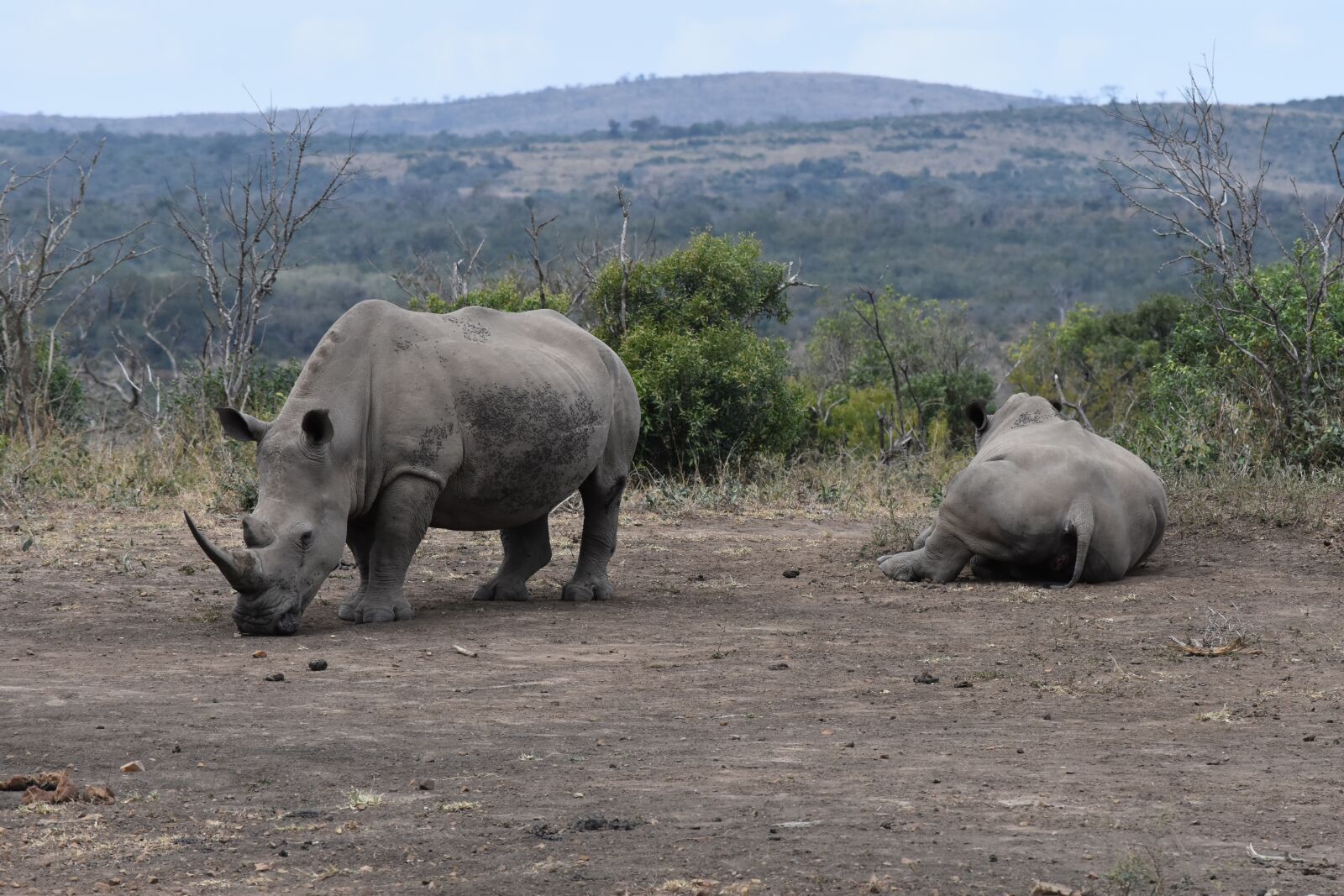 Nikon D7200 sample photo. White rhino, rhino, south photography