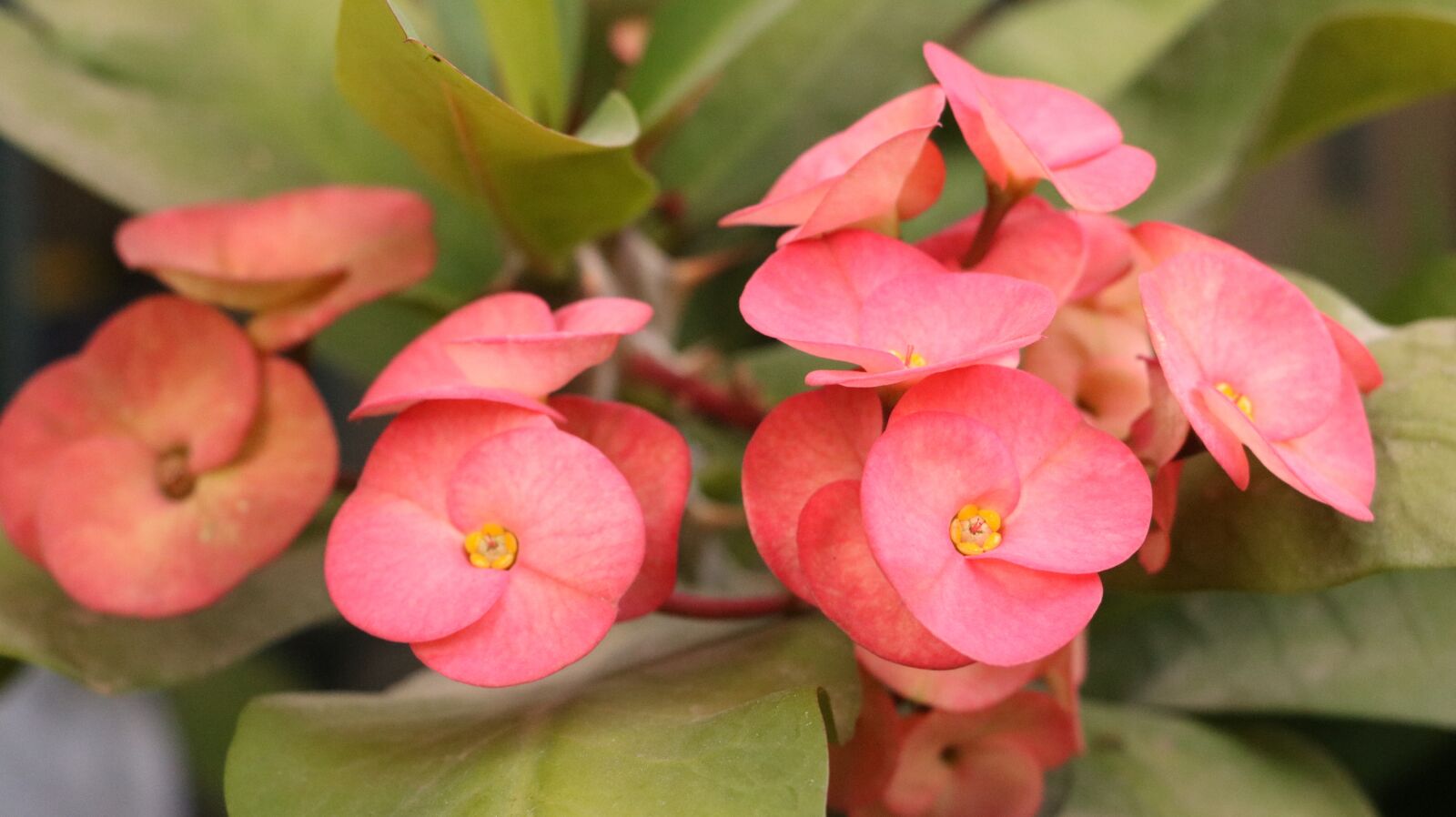 Canon EOS 750D (EOS Rebel T6i / EOS Kiss X8i) sample photo. Flowers, garden, plant photography