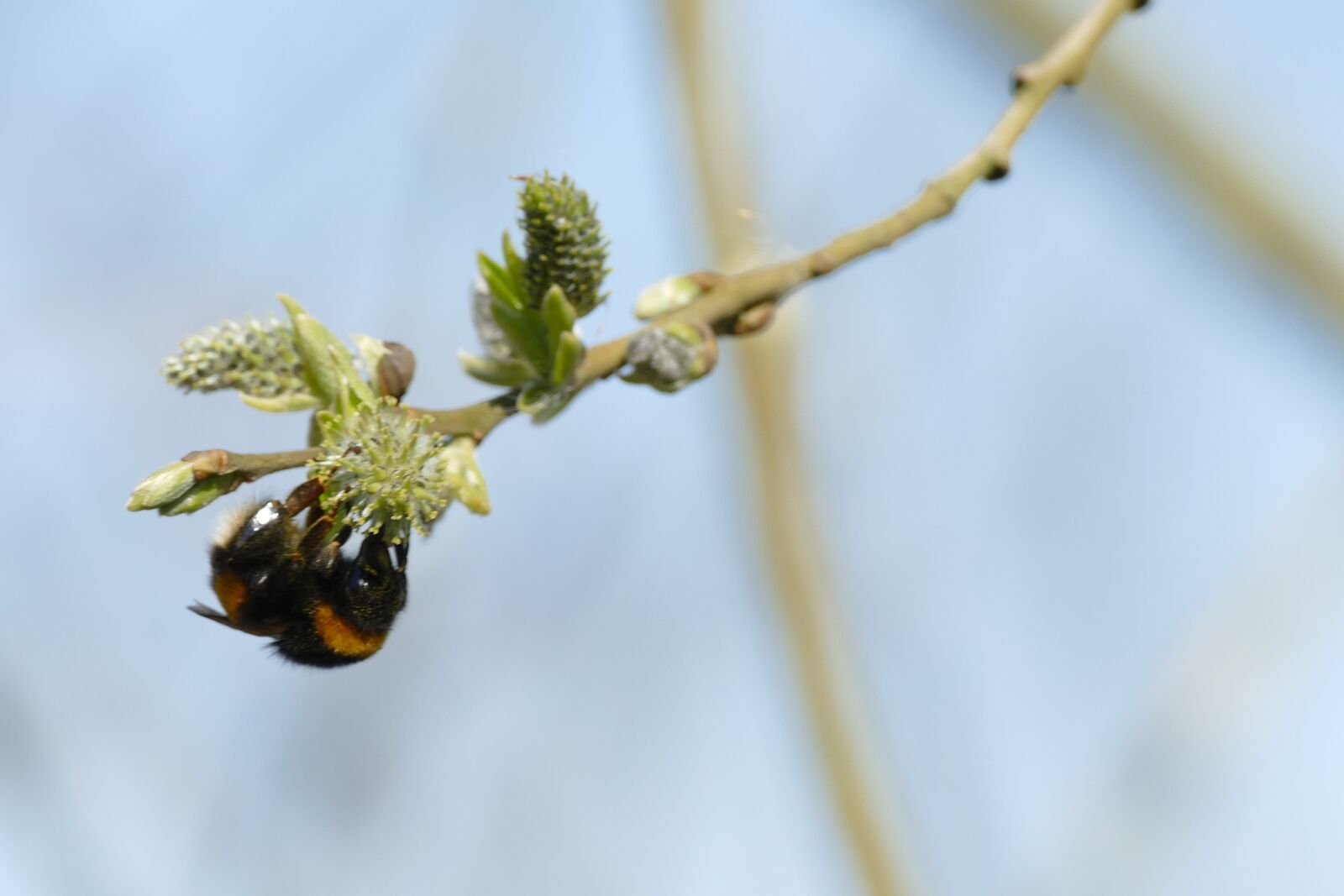 Panasonic Lumix DMC-FZ1000 sample photo. Bumblebee, pollen, honey photography