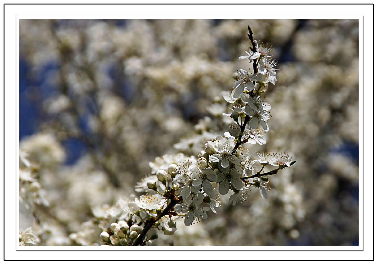 Sony DT 18-200mm F3.5-6.3 sample photo. Blue, flowers, mirabelle, plum photography